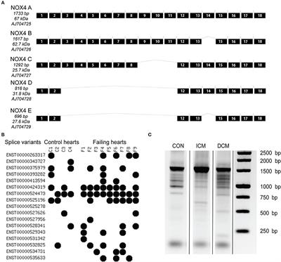 Alternative Splicing of NOX4 in the Failing Human Heart